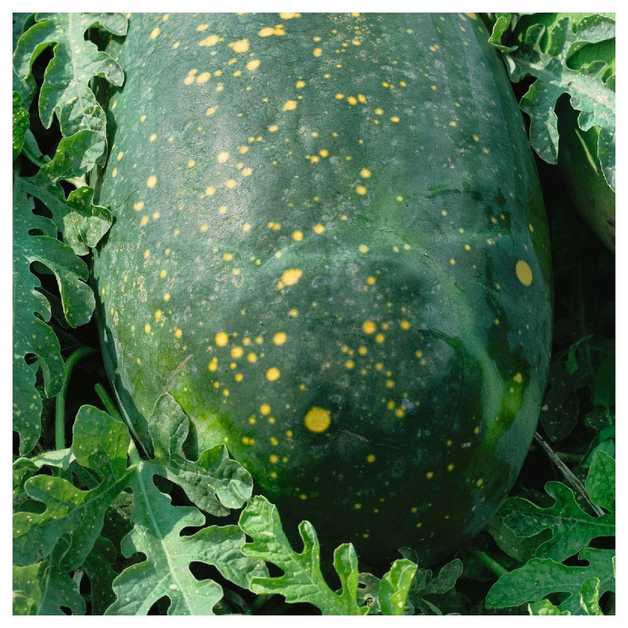 Everwilde Farms - 20 Red Moon & Stars Watermelon Seeds - Non-GMO, Heirloom, Organic - Gold Vault Jumbo Seed Packet for Home Garden, Backyard Planting & Fresh Fruit Harvesting