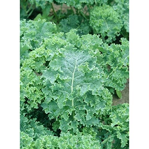 Premium 8-Variety Deluxe Kale Seed Mix - Non-GMO, Heirloom, Nutrient-Rich Greens (300 Seeds) | Free Shipping | Perfect for Home Gardens, Smoothies & Healthy Salads