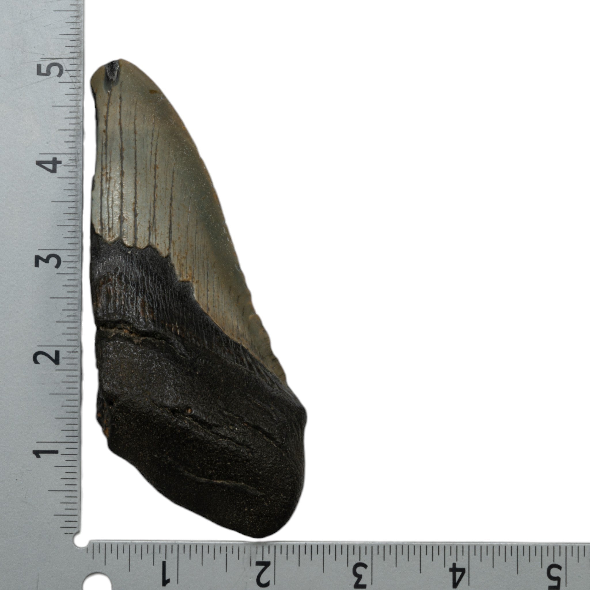 Genuine Megalodon Shark Tooth Fossil - Authentic Collector's Specimen (Half Tooth) - Perfect for Paleontology Enthusiasts, Home Decor, and Educational Displays