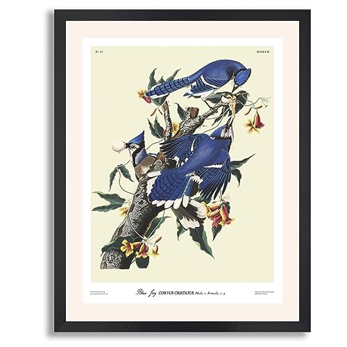 Blue Jay