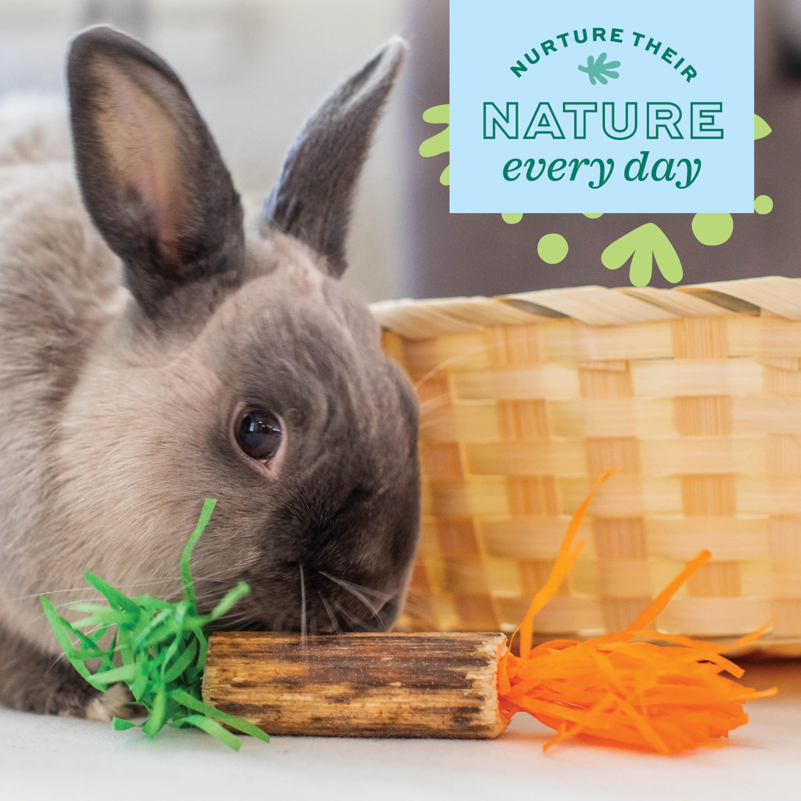 Oxbow Enriched Life Birthday Party Pack - Fun Rabbit Toys & Guinea Pig Toys for Small Pets - Bunny, Hamster, Chinchilla & Rat Cage Accessories - Perfect for Playtime, Enrichment & Special Occasions