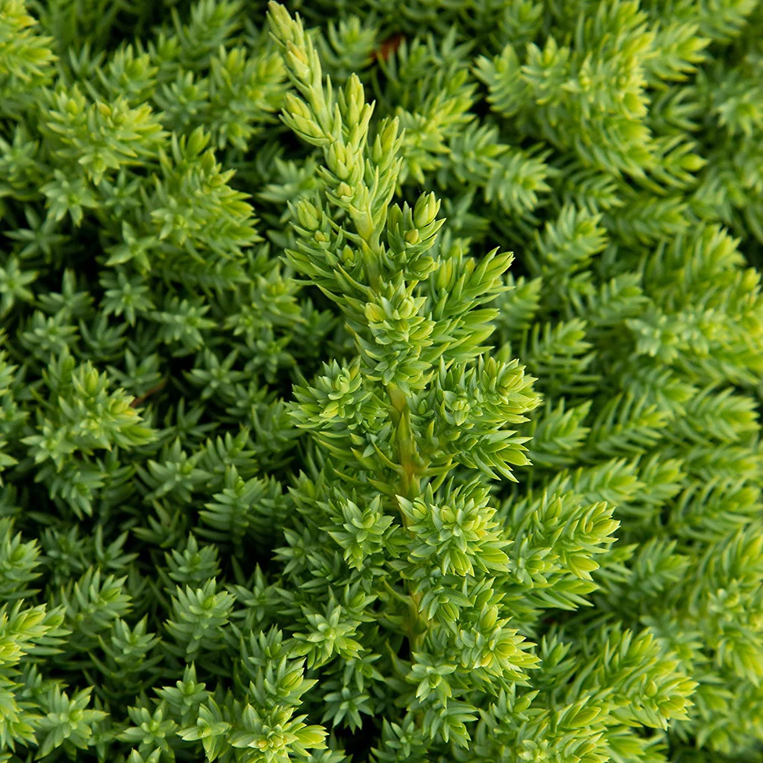 Dwarf Japanese Garden Juniper (Juniperus Procumbens Nana) - 15 Live Plants in 4 Inch Pots | Drought Tolerant Evergreen Ground Cover | Perfect for Bonsai, Rock Gardens & Landscape Design | Low Maintenance Outdoor Decor