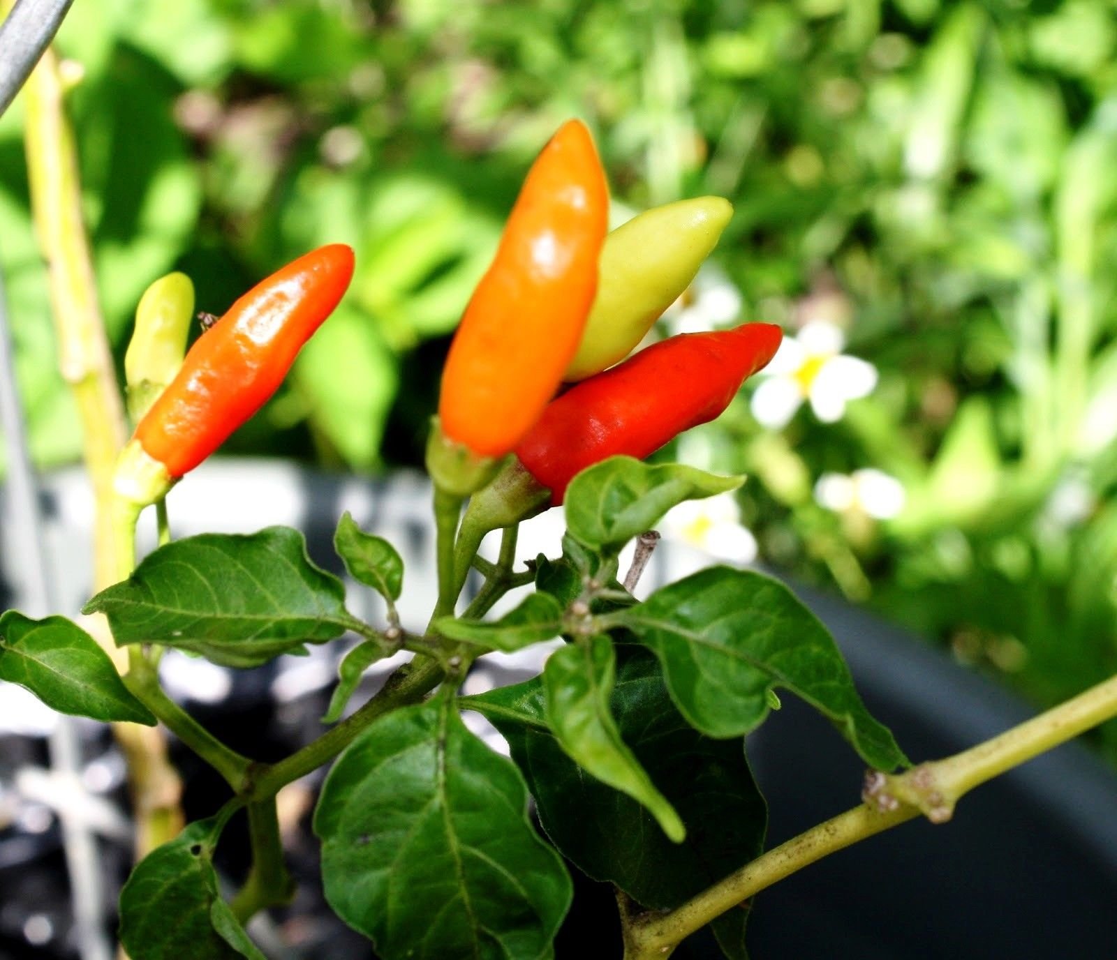 60x Tabasco Pepper Hot Sauce - Spicy Chili Sauce for Cooking, Grilling & Mexican Dishes - Perfect for Tacos, Wings & Bloody Marys