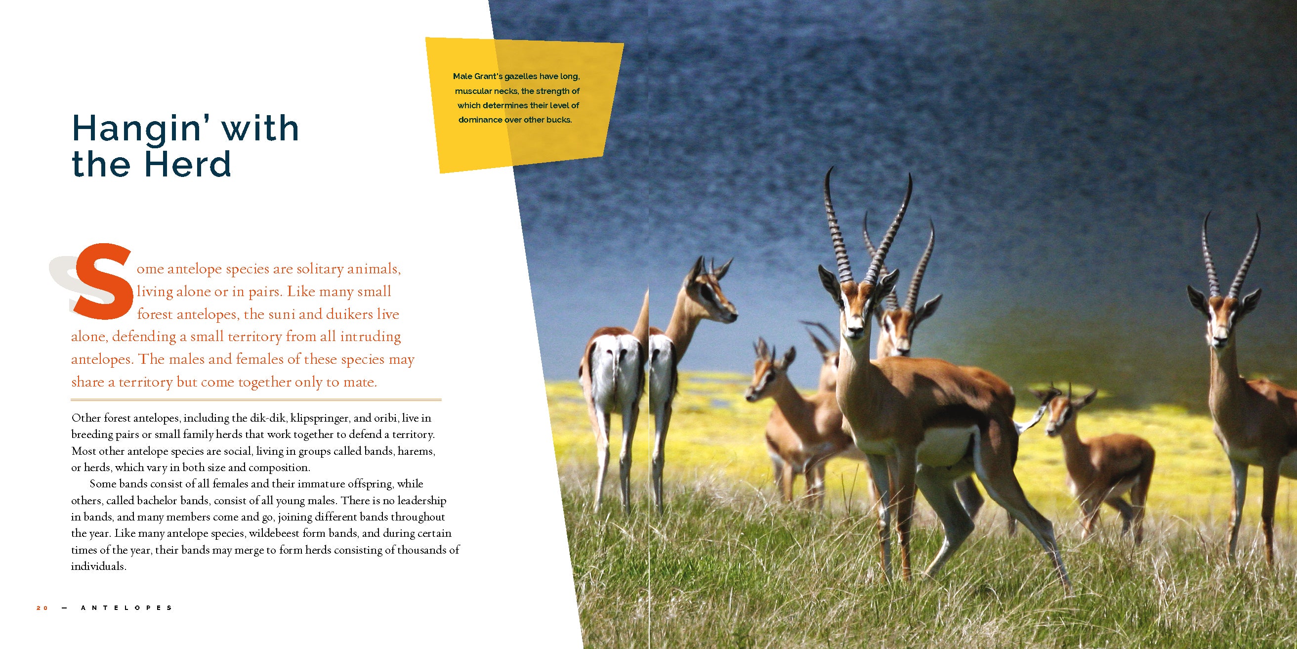 Antelopes - 9781640265943 | Wildlife Book for Nature Enthusiasts & Animal Lovers | Perfect for Research, Education & Wildlife Photography