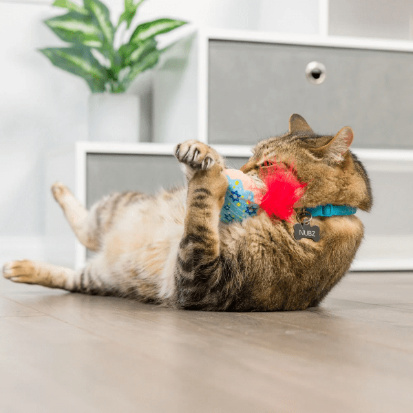 Premium Huxley & Kent Jelly Roll & Meowchewits Interactive Cat Toy - Fun Chew Toy for Kittens & Adult Cats - Perfect for Playtime, Training & Stress Relief
