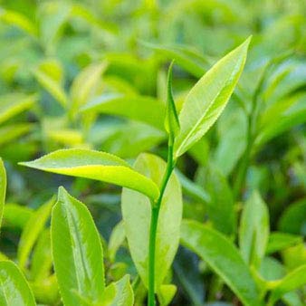 100% Pure Tea Tree Essential Oil (Melaleuca Oil) - Natural Therapeutic Grade, 4 oz (120 mL) for Skin Care, Aromatherapy & Home Cleaning