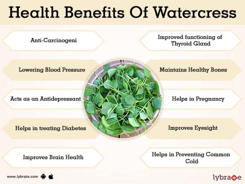 Organic Watercress Seeds for Planting - Non-GMO, Heirloom Variety - $3.50 | Perfect for Hydroponics, Indoor Herb Gardens & Healthy Salads
