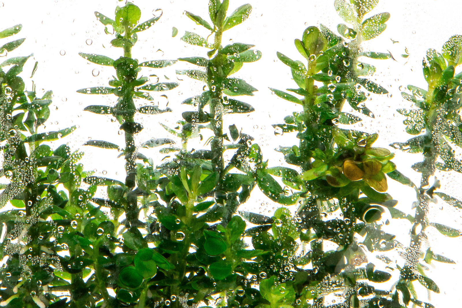 Rotala Bonsai Aquatic Plant for Aquariums - Live Freshwater Plant for Fish Tanks, Nano Tanks & Aquascaping | Perfect for Beginners & Planted Aquariums