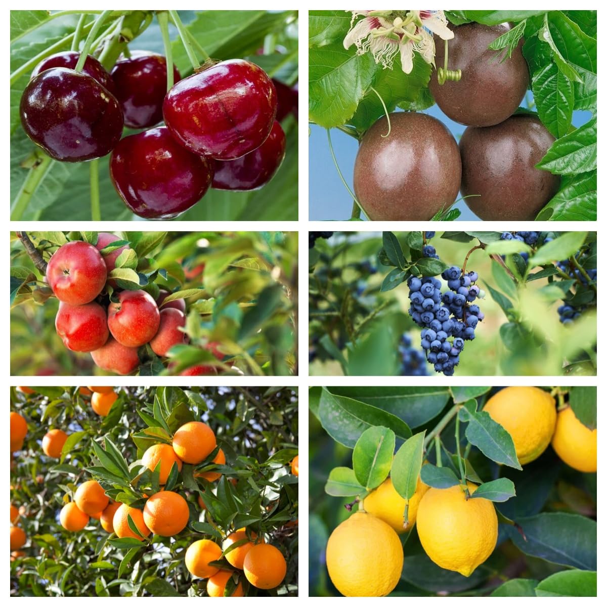 40PCS Lemon, 10PCS Cherry, 40PCS Orange, 40PCS Apple, 40PCS Passion Fruit, 10PCS Blueberry Seeds for Planting - Non-GMO Mixed Fruit Seeds Kit for Home Garden, Backyard Farming & DIY Planting Projects