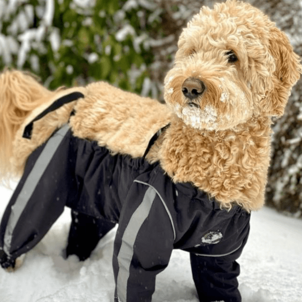 FouFouDog Protective Dog Pants - Waterproof & Durable Pet Diapers for Small Medium Large Dogs - Perfect for House Training, Travel & Post-Surgery Care
