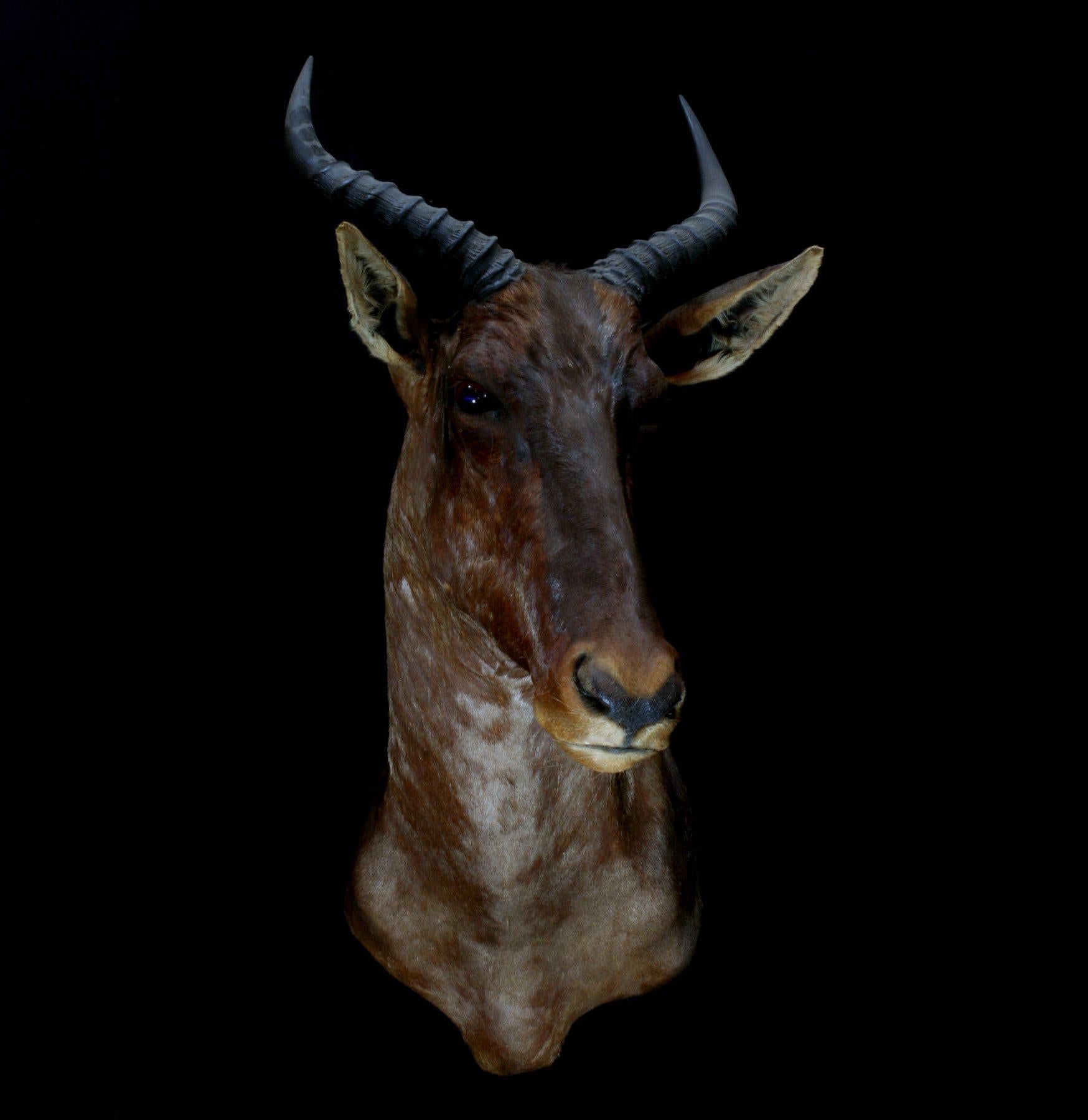 Tsessebe Taxidermy Mount - Realistic African Antelope Head Wall Decor for Hunting Lodge & Safari-Themed Home Decor | Perfect for Trophy Room, Man Cave or Wildlife Enthusiast Gift