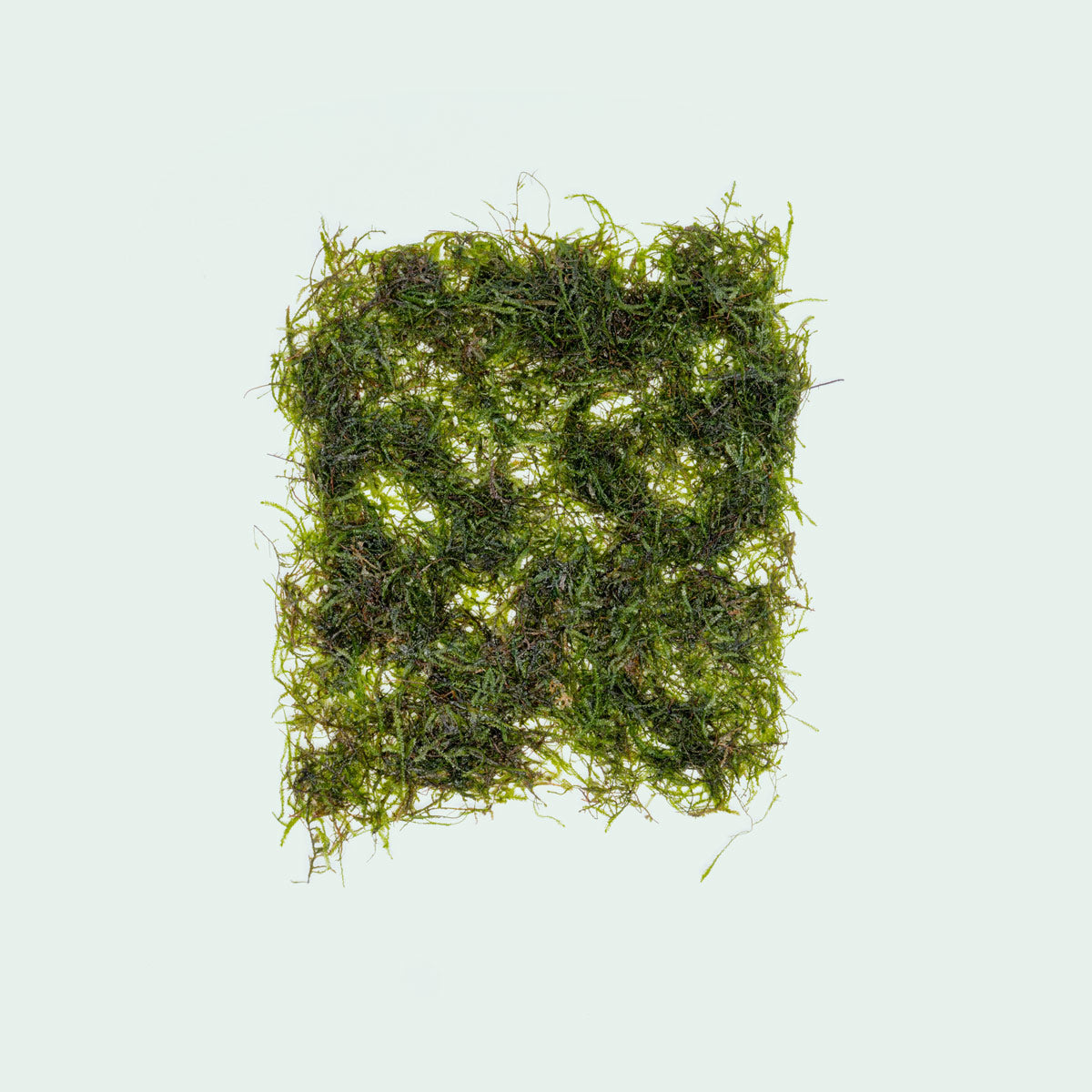 Premium Java Moss Aquatic Plant for Freshwater Aquariums - Perfect for Aquascaping, Shrimp Tanks & Fish Breeding | Enhances Water Quality & Natural Habitat