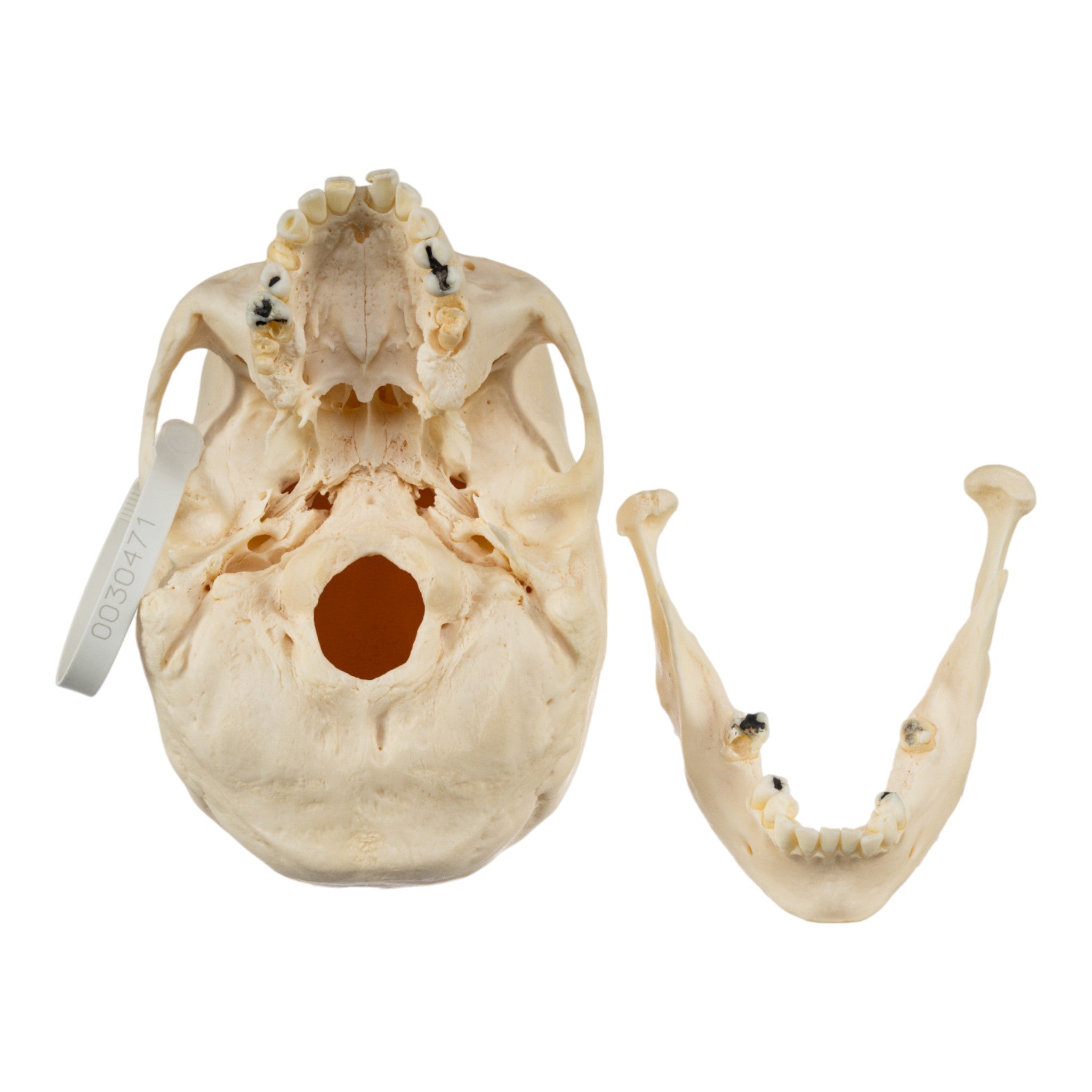 Premium Disarticulated Human Skeleton Model for Medical Education & Research | Anatomical Study, Classroom Demonstration & Laboratory Use