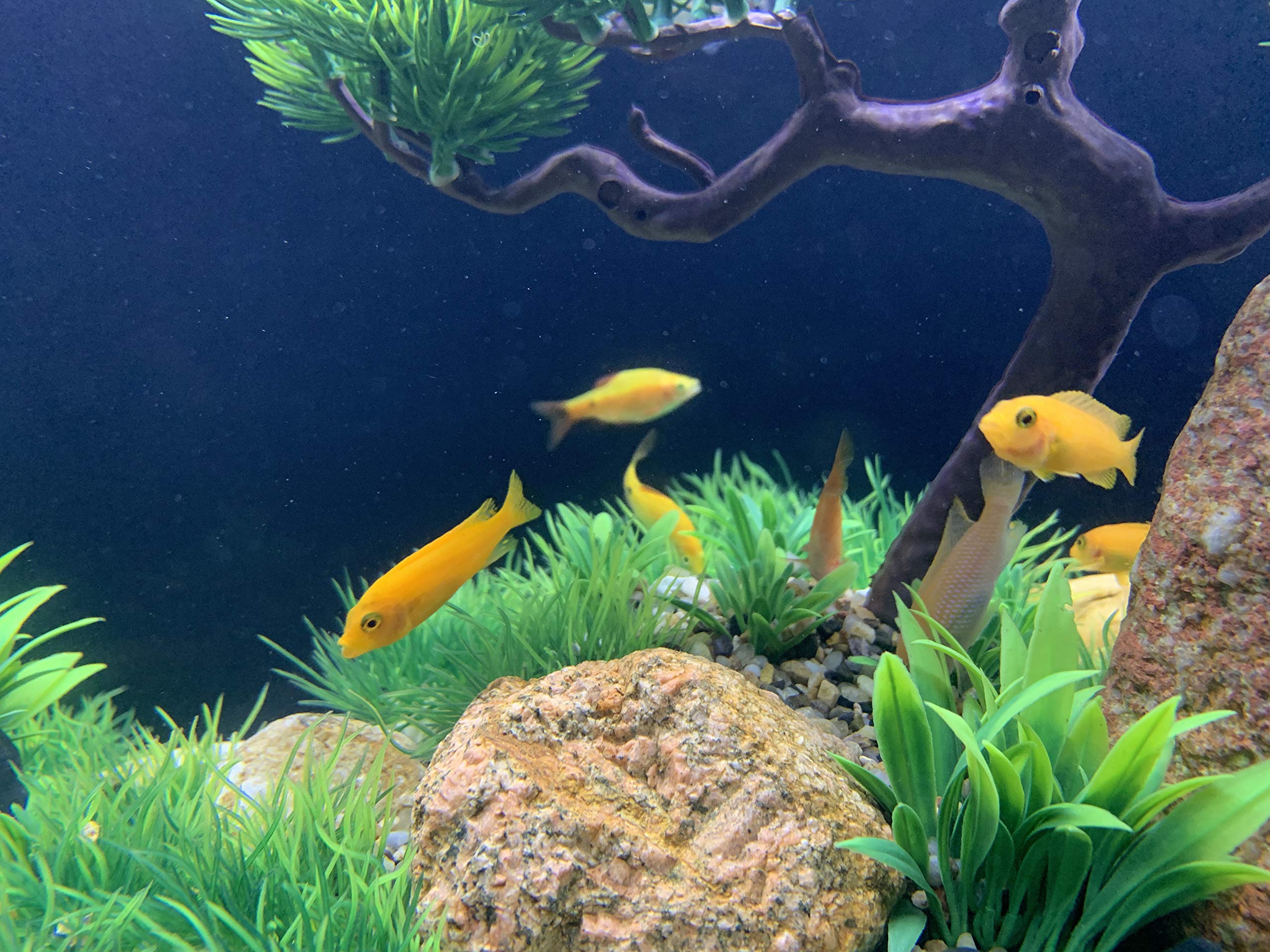 BEGONDIS 25Pcs Artificial Aquarium Plants - Safe Soft Plastic Fish Tank Decor for All Fish & Pets - Perfect for Aquatic Landscape Design
