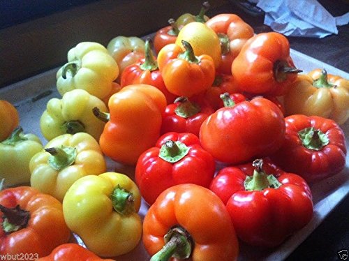 Organic Alma Paprika Pepper Seeds (50 Count) - Grow Your Own Dried Paprika for Cooking, Seasoning & Spice Blends | Perfect for Home Gardeners & Culinary Enthusiasts