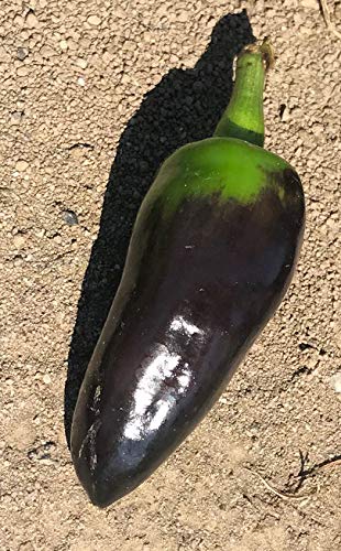 Premium Black Jalapeno Pepper Seeds - World's Hottest Planting Seeds Packet for Home Garden & Spicy Cooking - Perfect for Salsa, Hot Sauces & Mexican Dishes