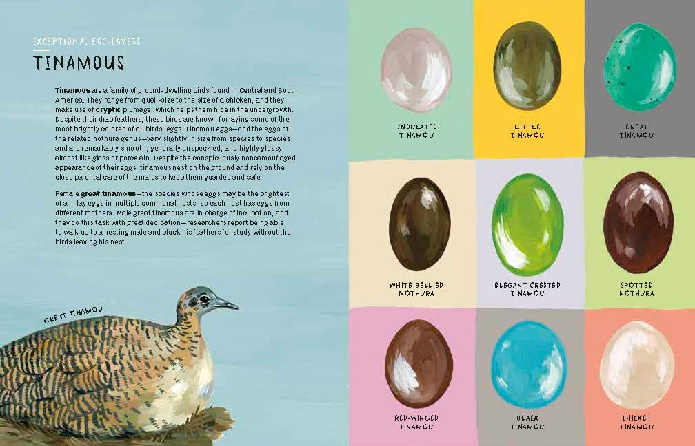 Nests, Eggs, Birds: An Illustrated Aviary Book - Beautiful Bird Watching Guide for Nature Lovers, Perfect for Birding Enthusiasts and Home Decor