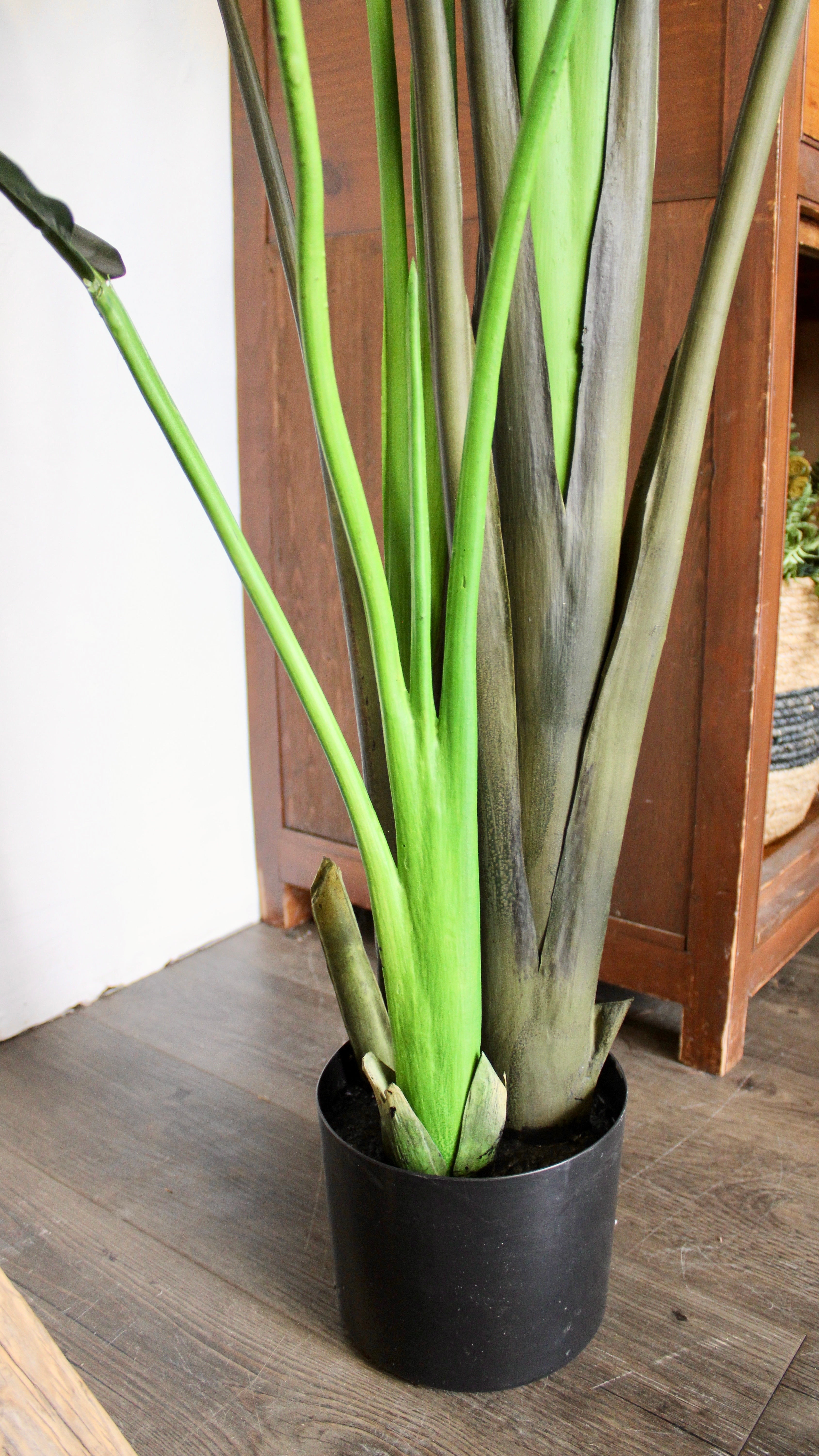 6' Bird of Paradise Tree - Strelitzia Nicolai Indoor Plant for Home & Office Decor - Perfect for Living Rooms, Patios, and Tropical Gardens