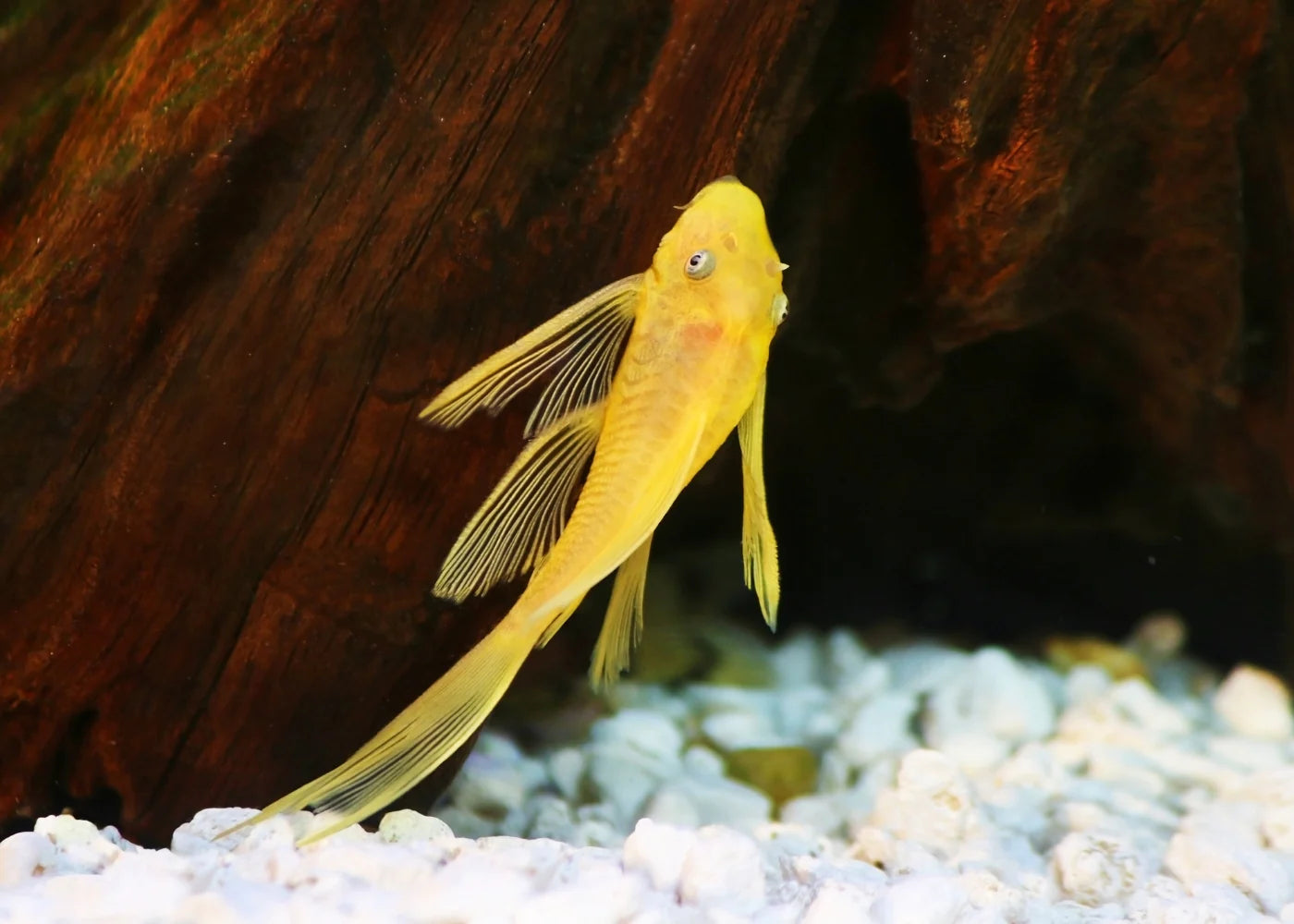 Premium L144 Long Fin Blue Eye Pleco Fish for Aquariums – Stunning Blue Eyes & Elegant Fins for Freshwater Tanks, Perfect for Planted Aquascapes & Community Tanks