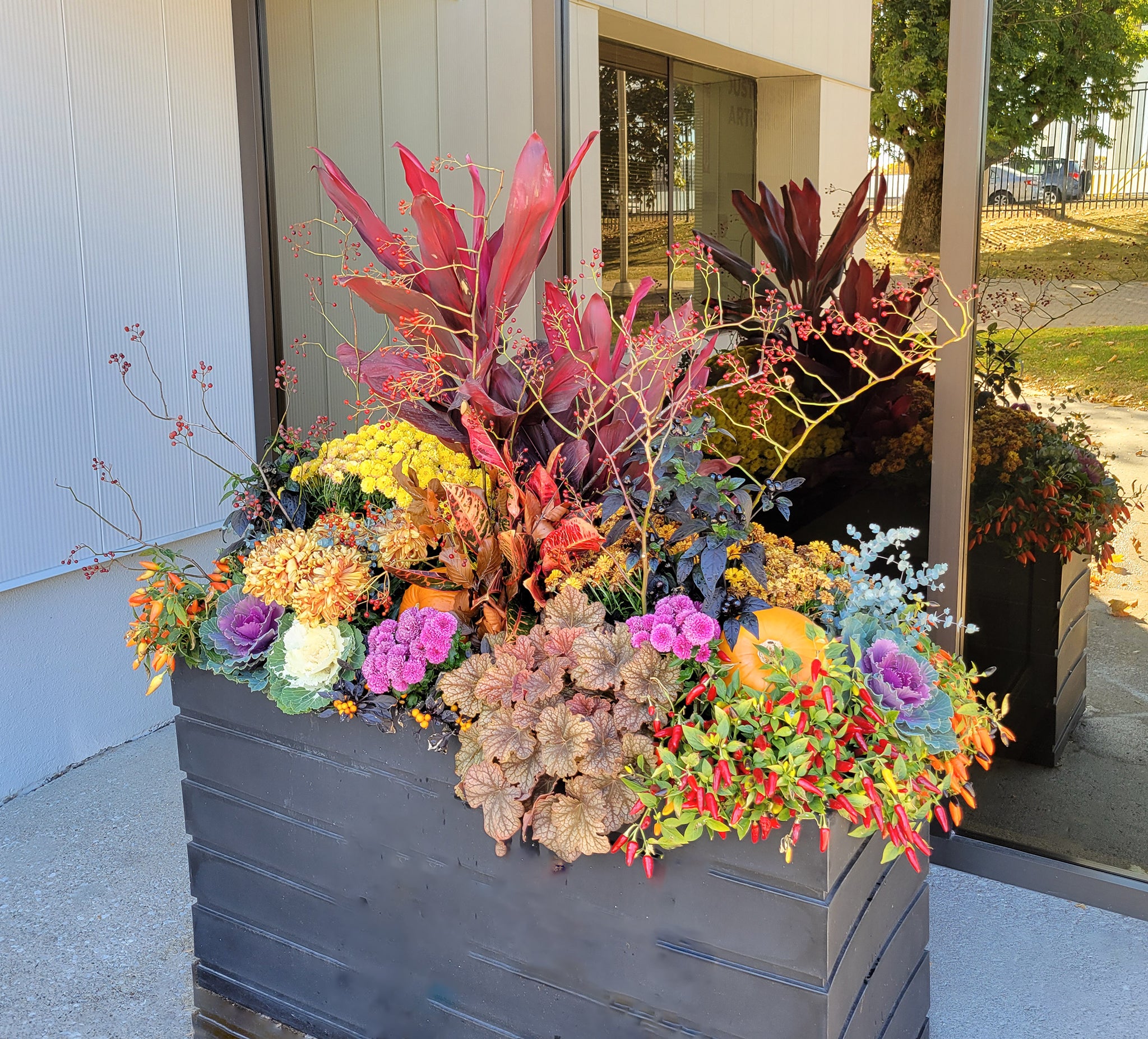 Vibrant Autumn Outdoor Plants for Fall Garden Decor - Perfect for Porch, Patio, and Landscape Design