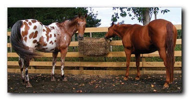Calm Healthy Horses Hay Saver Large - Slow Feed Hay Net for Horses, Durable Grazing Feeder to Reduce Waste & Promote Digestive Health | Perfect for Stalls, Pastures & Trail Riding