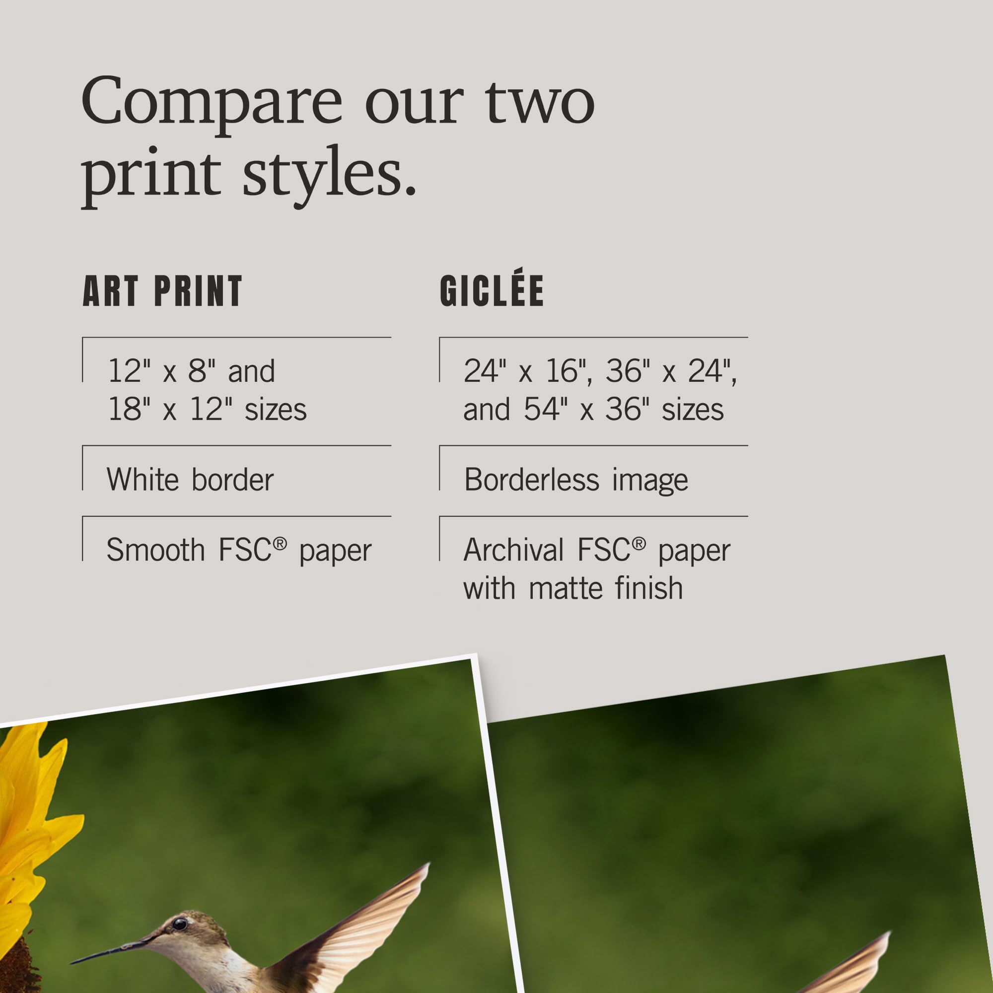 Lantern Press 12x18 Inch Hummingbird Art Print - Vibrant Wall Decor for Living Room, Bedroom & Office - Nature Inspired Home Decoration
