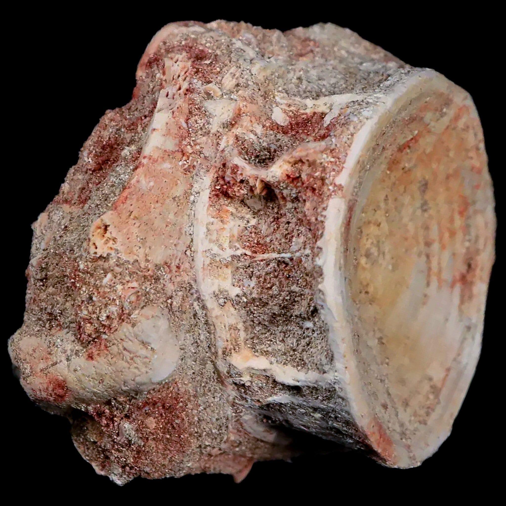 47MM Otodus Obliquus Shark Vertebrae Fossil Bone in Matrix from Morocco with COA - Perfect for Fossil Collectors, Paleontology Enthusiasts & Unique Home Decor