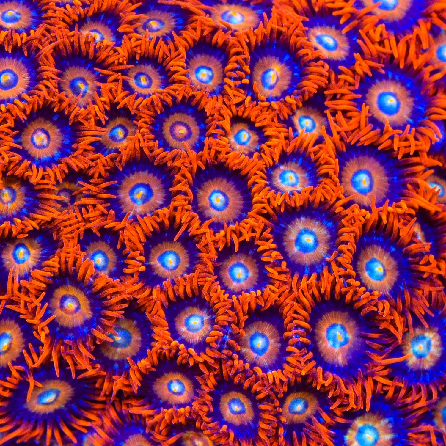Premium ECC Shatterfield Zoanthids Coral - Vibrant Saltwater Aquarium Coral for Reef Tanks & Marine Displays | Perfect for Beginners & Expert Hobbyists