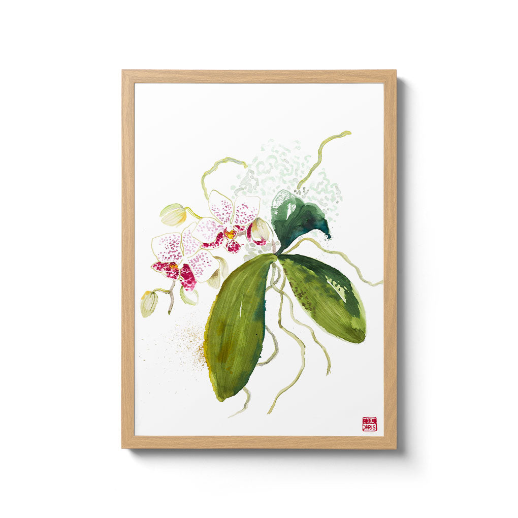 Buy Phalaenopsis Orchid Plants Online - Live Moth Orchid Flowers for Home & Office Decor - Perfect for Weddings, Gifts & Indoor Gardening