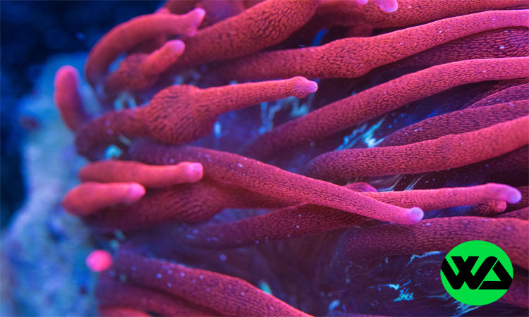 Black Widow Anemone (Entacmaea quadricolor) - Premium Saltwater Coral for Reef Aquariums | Perfect for Marine Fish Tanks & Nano Reef Setups