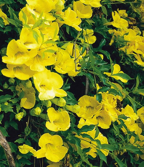Creative Farmer Cat's Claw Vine Plant - Beautiful Funnel Creeper & Wall Climber for Home & Garden Decoration | Perfect for Trellises, Fences, and Vertical Gardens