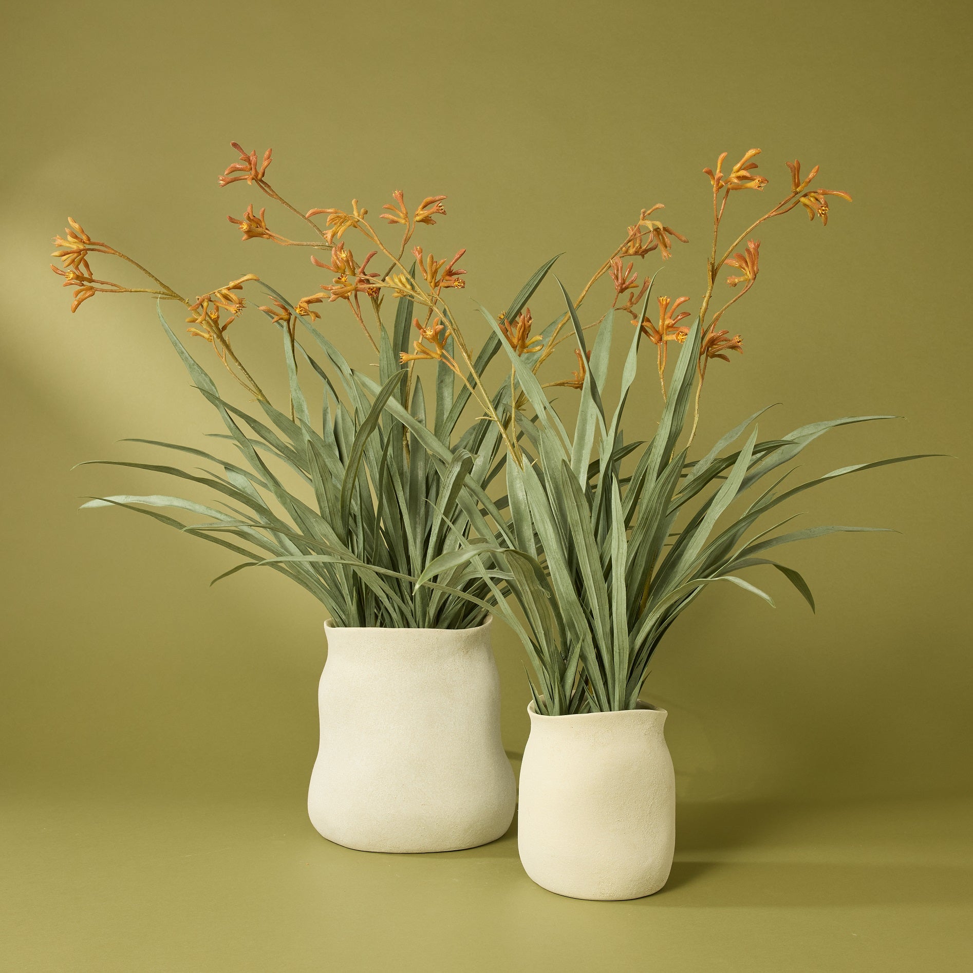 Artificial Kangaroo Paw Plant in Maliah Pot - Cream - 78cm Tall - Perfect for Home Decor, Office Spaces & Indoor Greenery