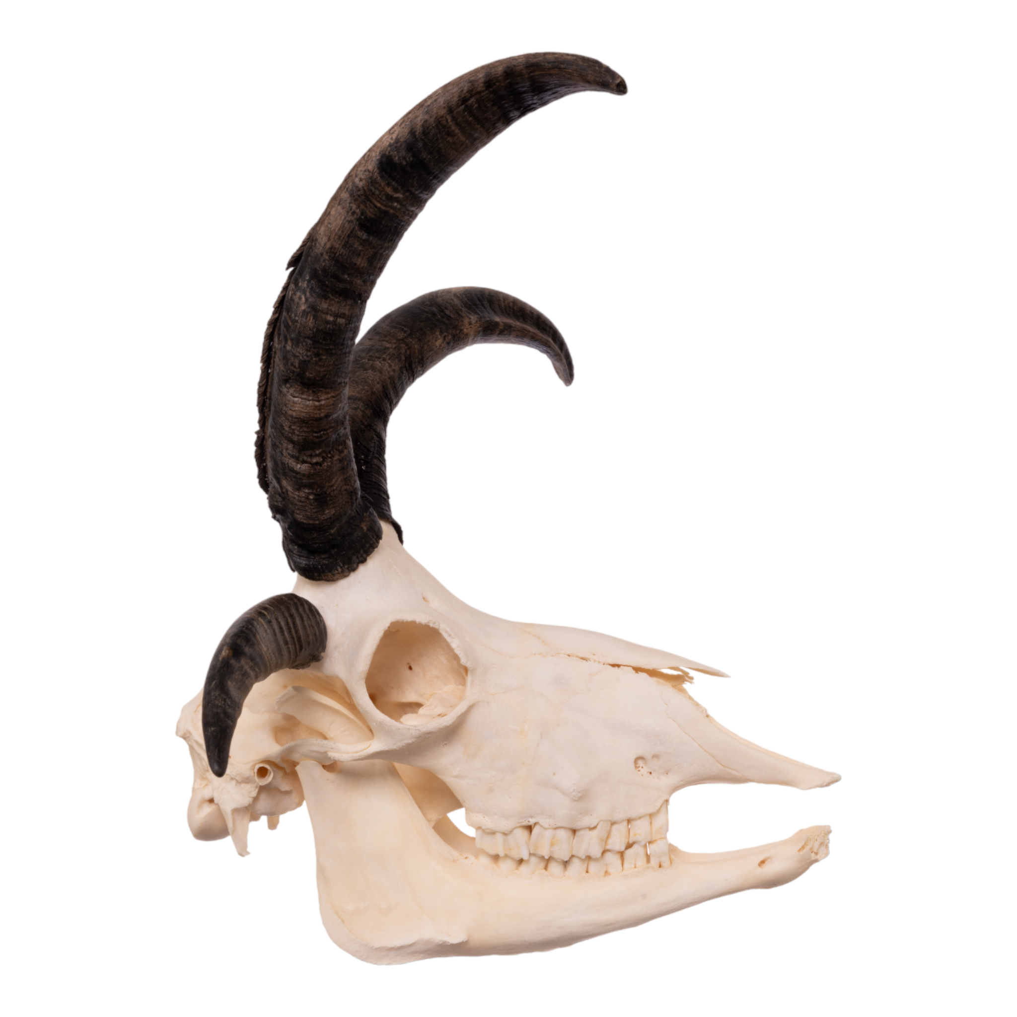 Authentic Four-Horned Jacob Sheep Skull with Jawbone - Unique Taxidermy Decor for Gothic, Cabin, or Hunting Lodge Display