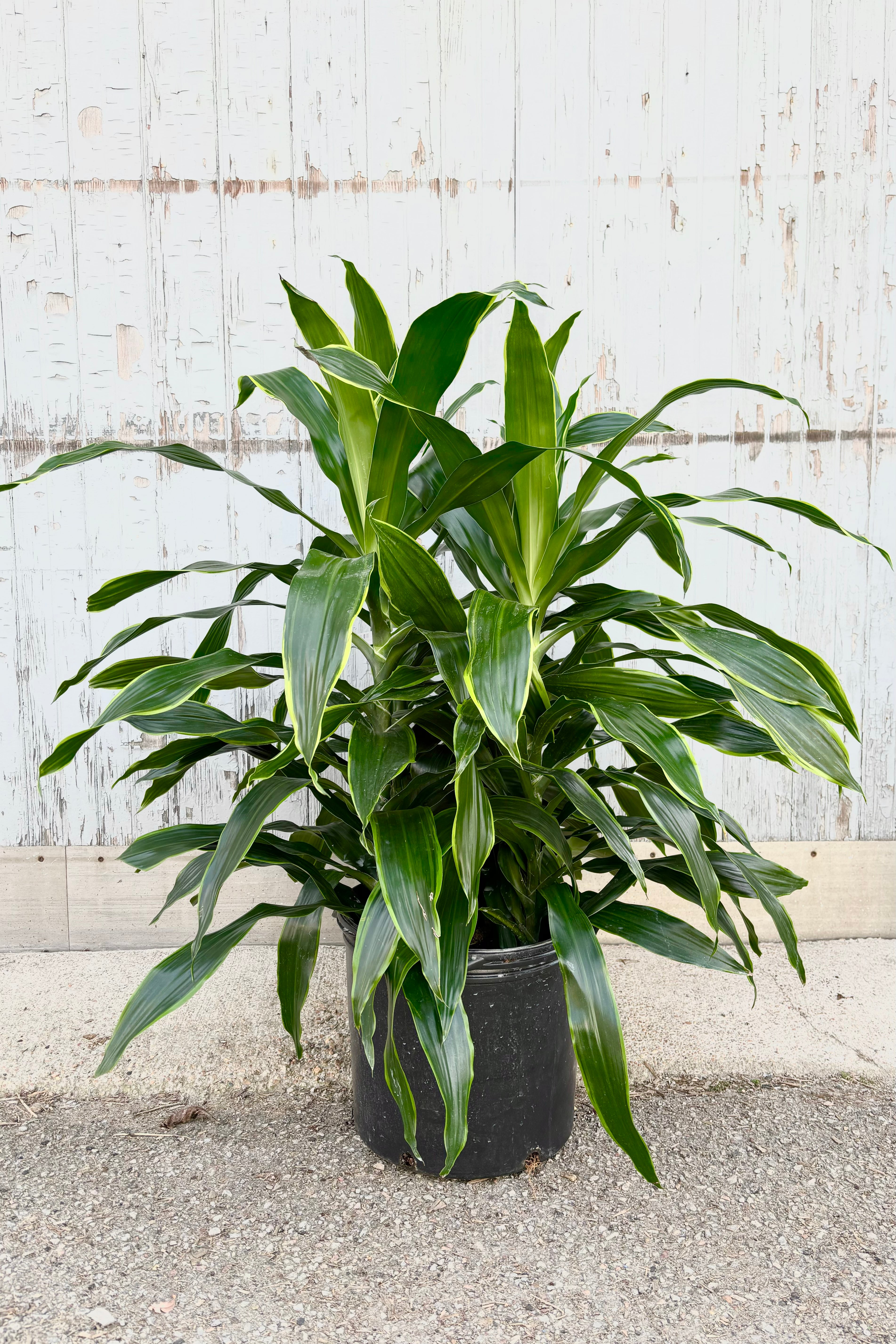 Dracaena 'Art' 14