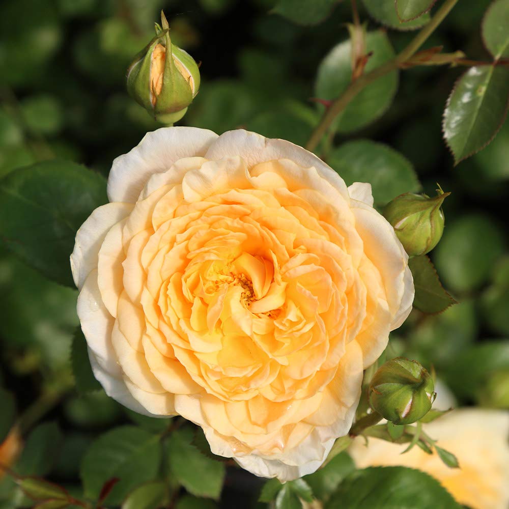 Heirloom Roses - Edith's Darling™ Fragrant Rose Bush | Live Outdoor Shrub Plant for Gardens, Landscaping & Patio Decor | Perfect for Wedding Bouquets & Romantic Gift Ideas