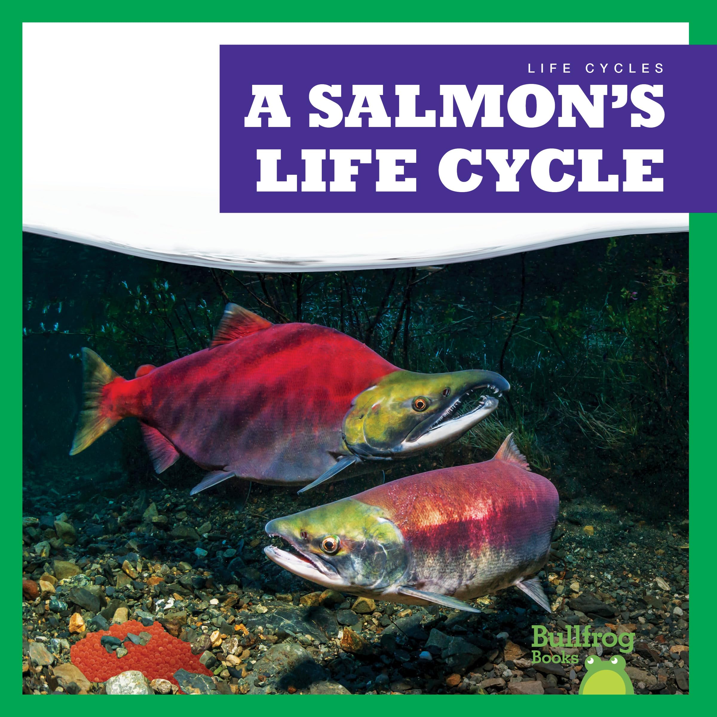 Salmon Life Cycle Book for Kids - Educational Bullfrog Books Series - Perfect for Classroom Learning & Homeschooling