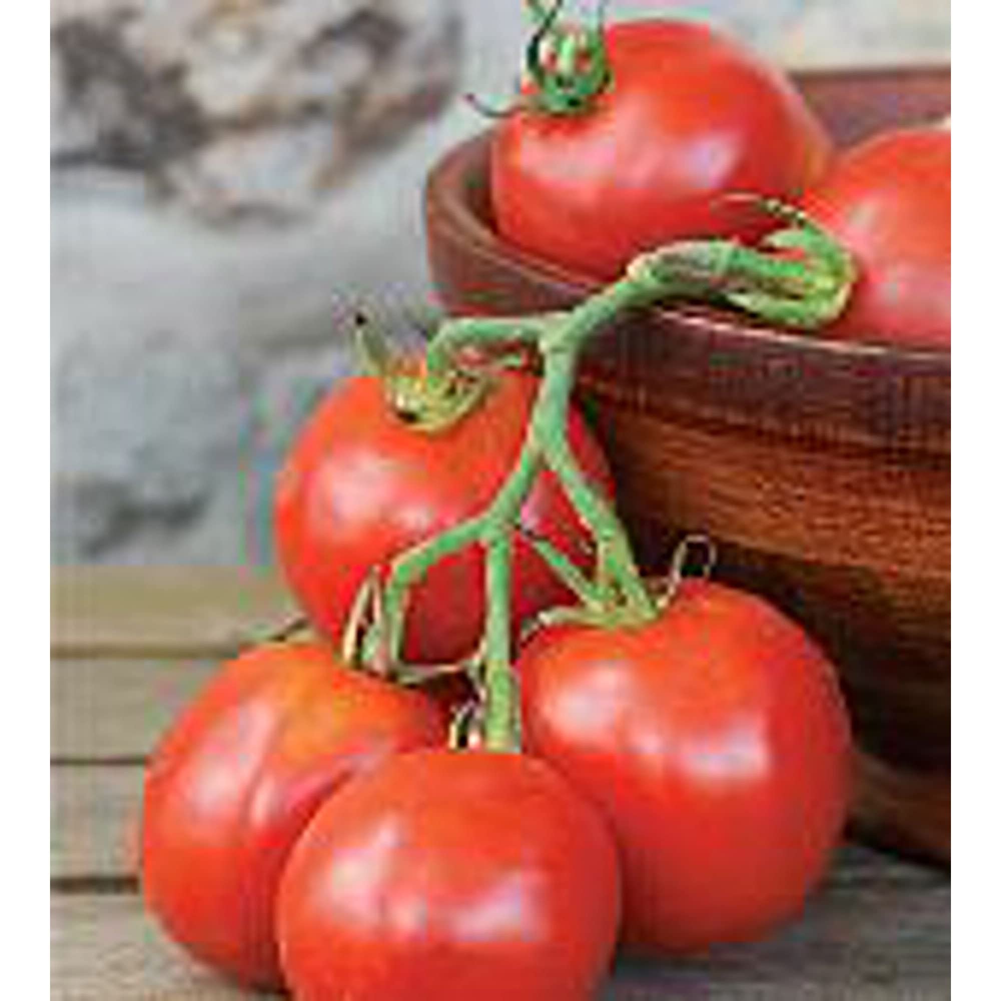 Organic Stupice Tomato Seeds (20+ Seeds) - Non-GMO Heirloom Variety for Home Garden, Greenhouse & Container Planting | Fast-Growing Cherry Tomatoes for Salads, Sauces & Fresh Eating