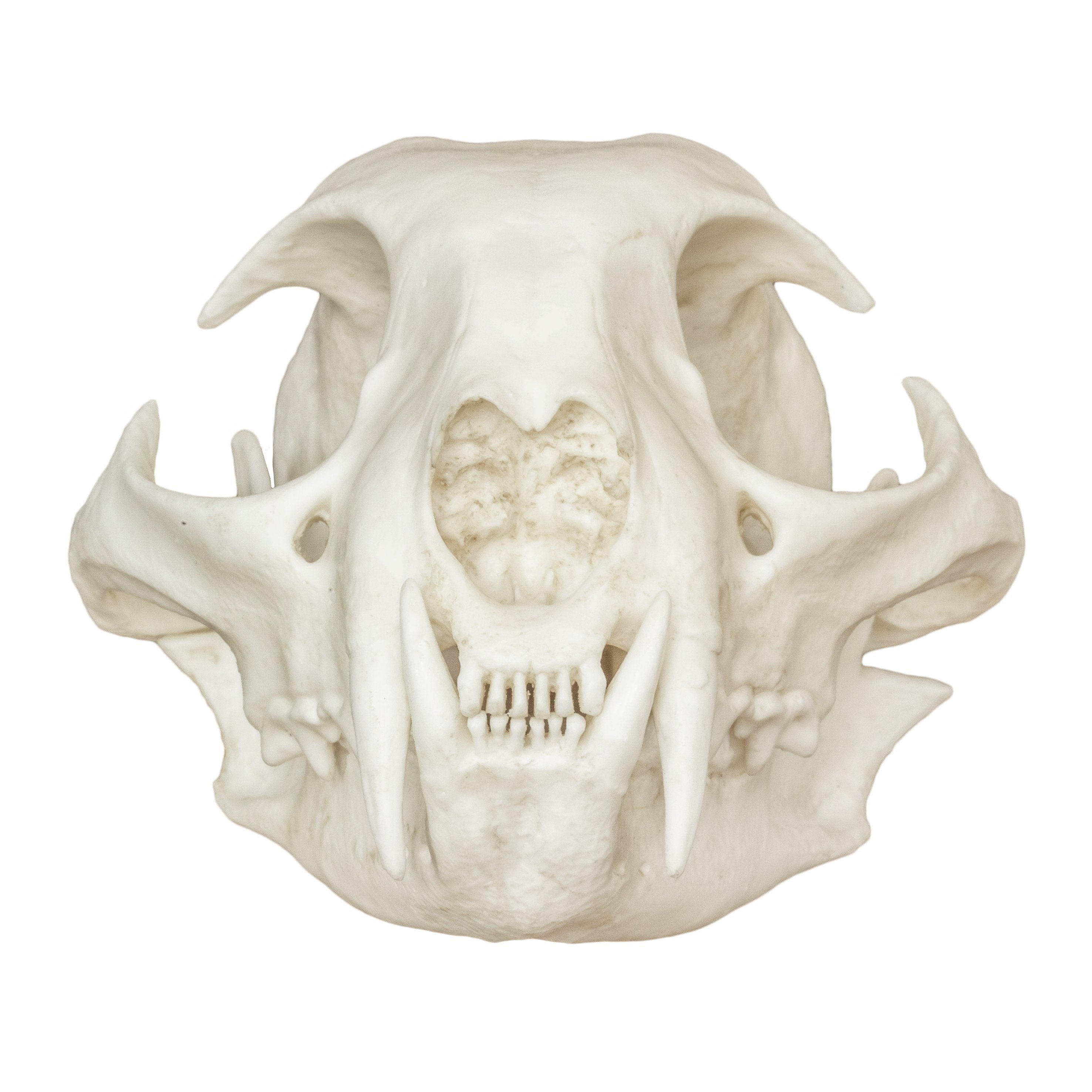 Authentic Replica Bobcat Skull - High Quality Animal Skull Model for Home Decor, Halloween Props, and Educational Displays | Perfect for Taxidermy Enthusiasts, Gothic Decor, and Science Classrooms