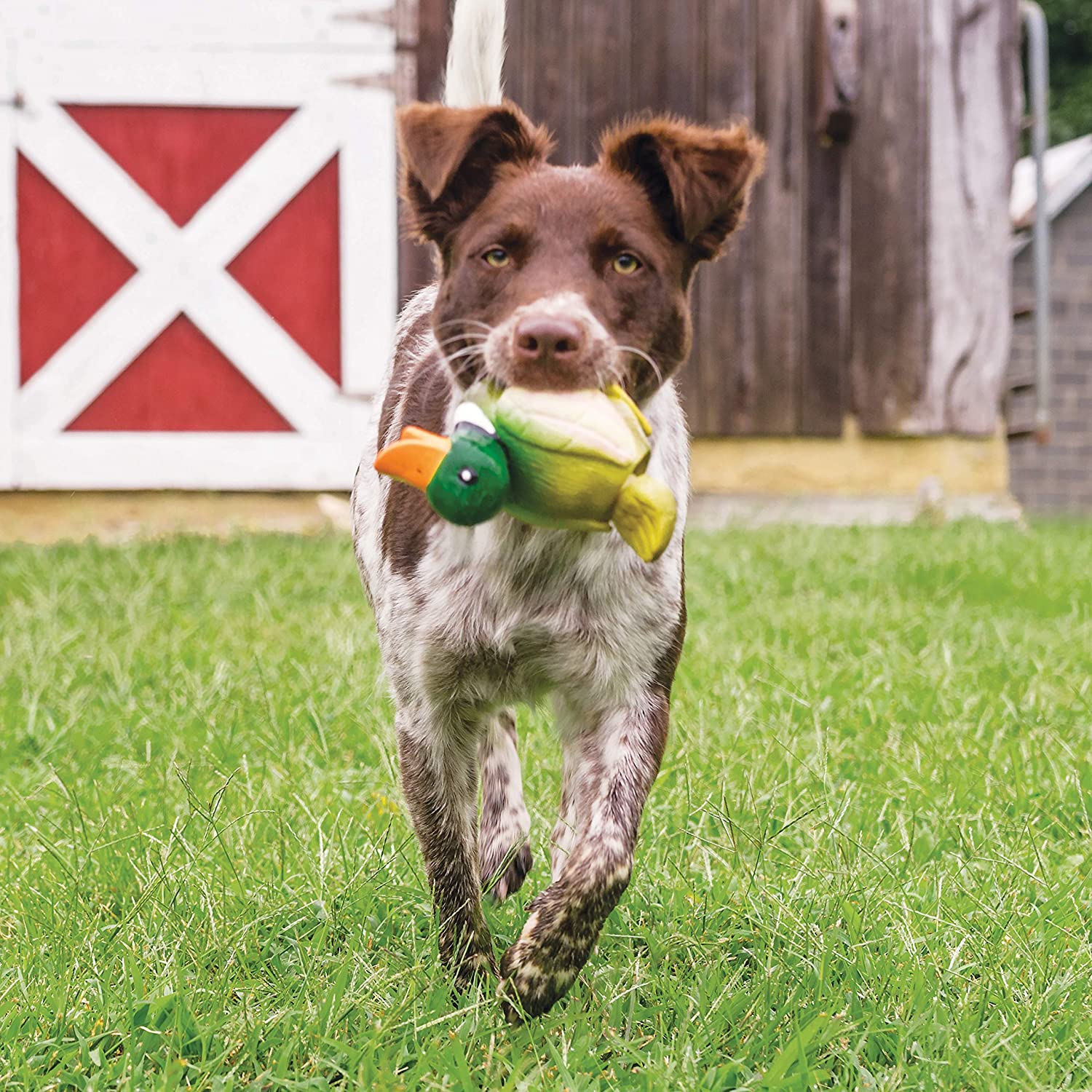 Duck Squeaky Dog Toy with Sound - Petsafe Interactive Chew Toy for Small & Large Dogs - Perfect for Fetch, Training & Playtime