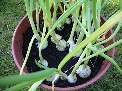 Barletta Cocktail Onion Seeds (100 Count) - Perfect for Salads, Kabobs, Pickling & Gourmet Cocktail Garnishes