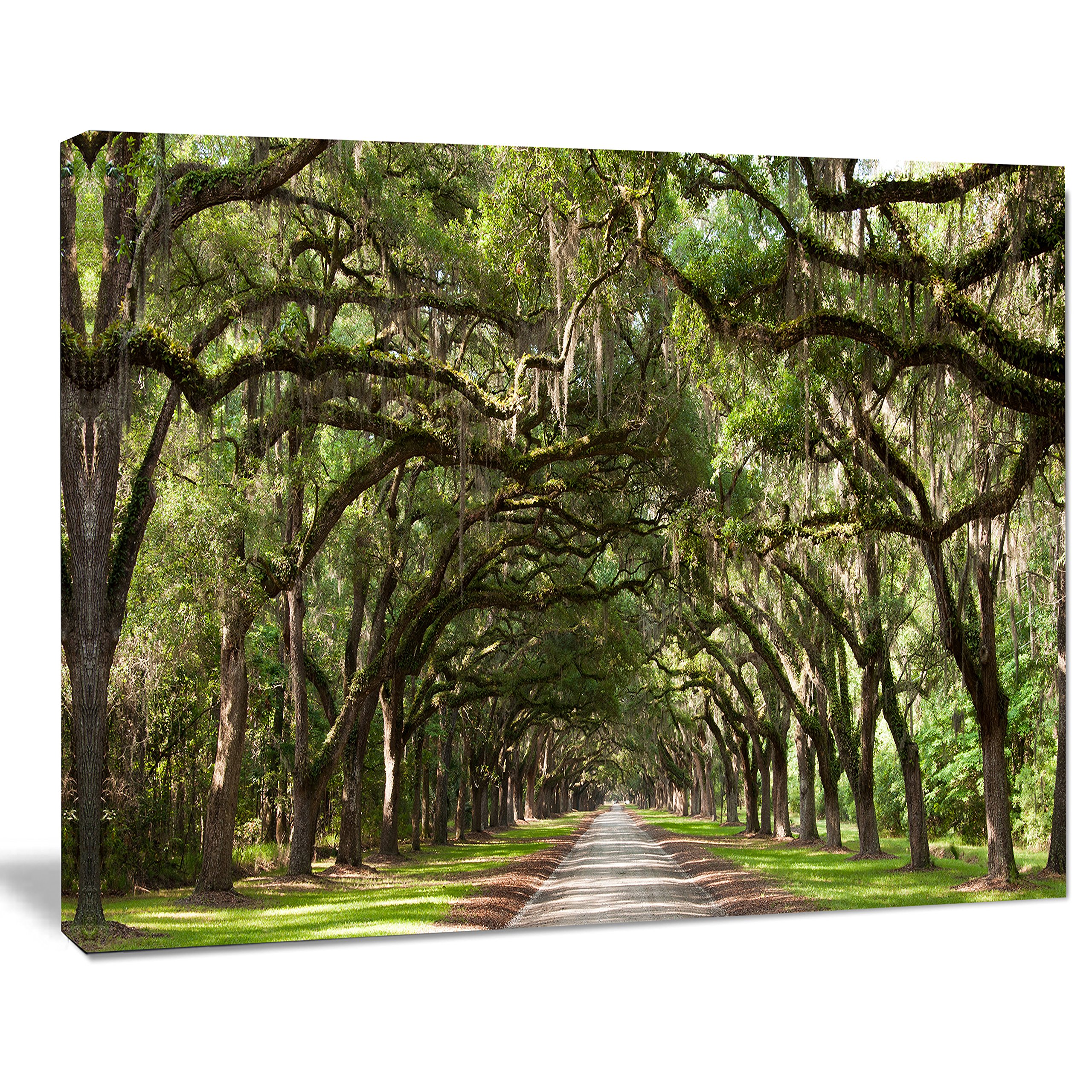 Live Oak Tunnel Landscape Photography Canvas Art Print - Nature Wall Decor for Living Room, Bedroom & Office
