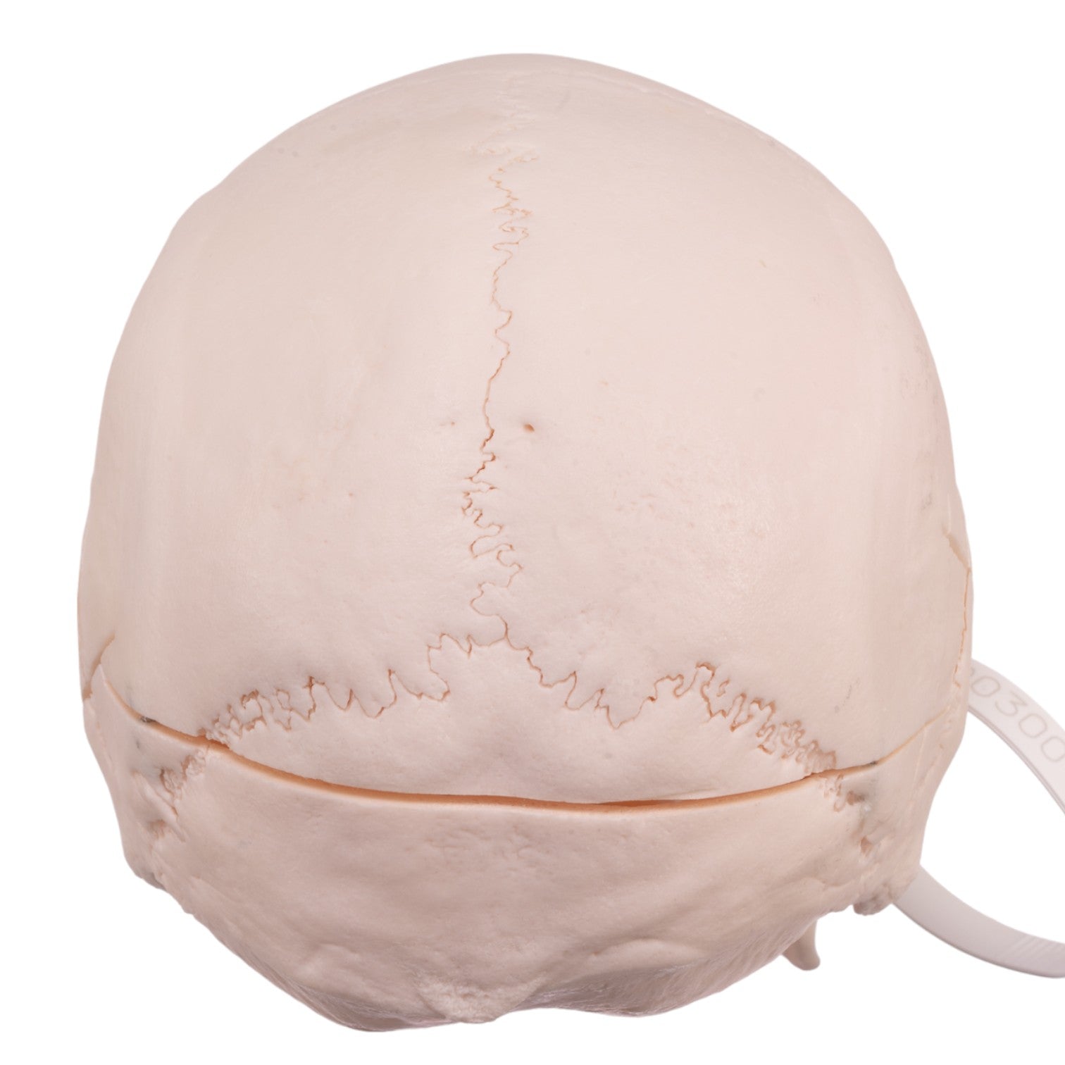 Authentic Human Skull Model for Medical Research & Anatomy Study - Perfect for Medical Training, Classroom Education & Halloween Decor