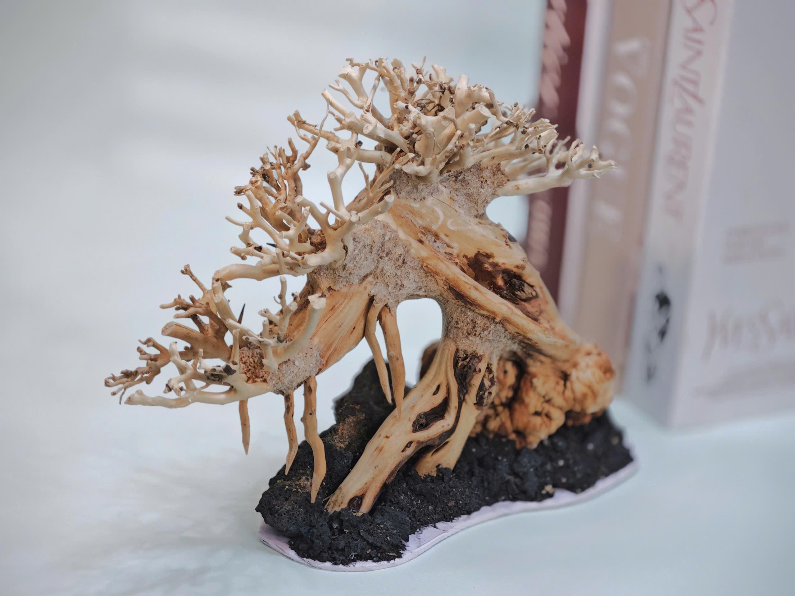 Natural Bonsai Driftwood for Aquarium Decor - Fish Tank Decoration Wood for Aquatic Plants & Shrimp Tanks - Perfect for Aquascaping & Betta Fish Habitats