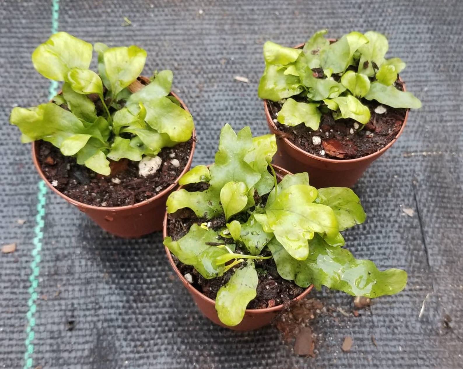 Ultimate Fern Collection - 90 Live Plants in 2 Inch Pots - Healthy & Beautiful Air-Purifying Indoor Plants - Easy to Grow for Home, Office & Gift Decor