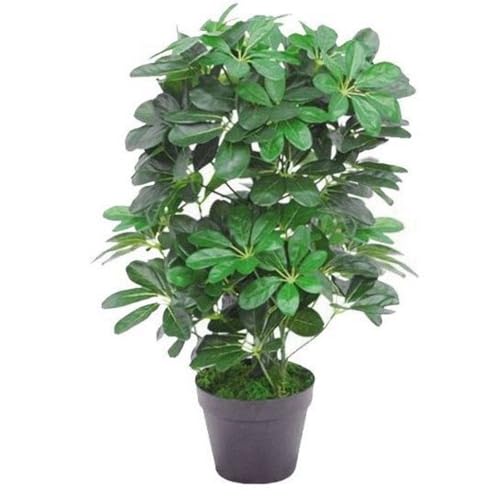 Light Green Plant