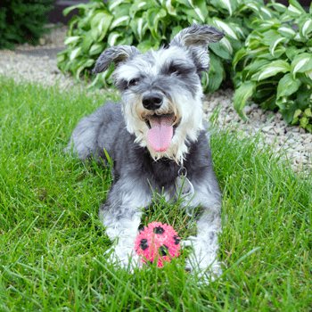 Gnawsome Small Squeak & Light Soccer Ball Dog Toy - Interactive Chew Toy for Puppies & Small Dogs - Perfect for Fetch, Training & Indoor/Outdoor Playtime