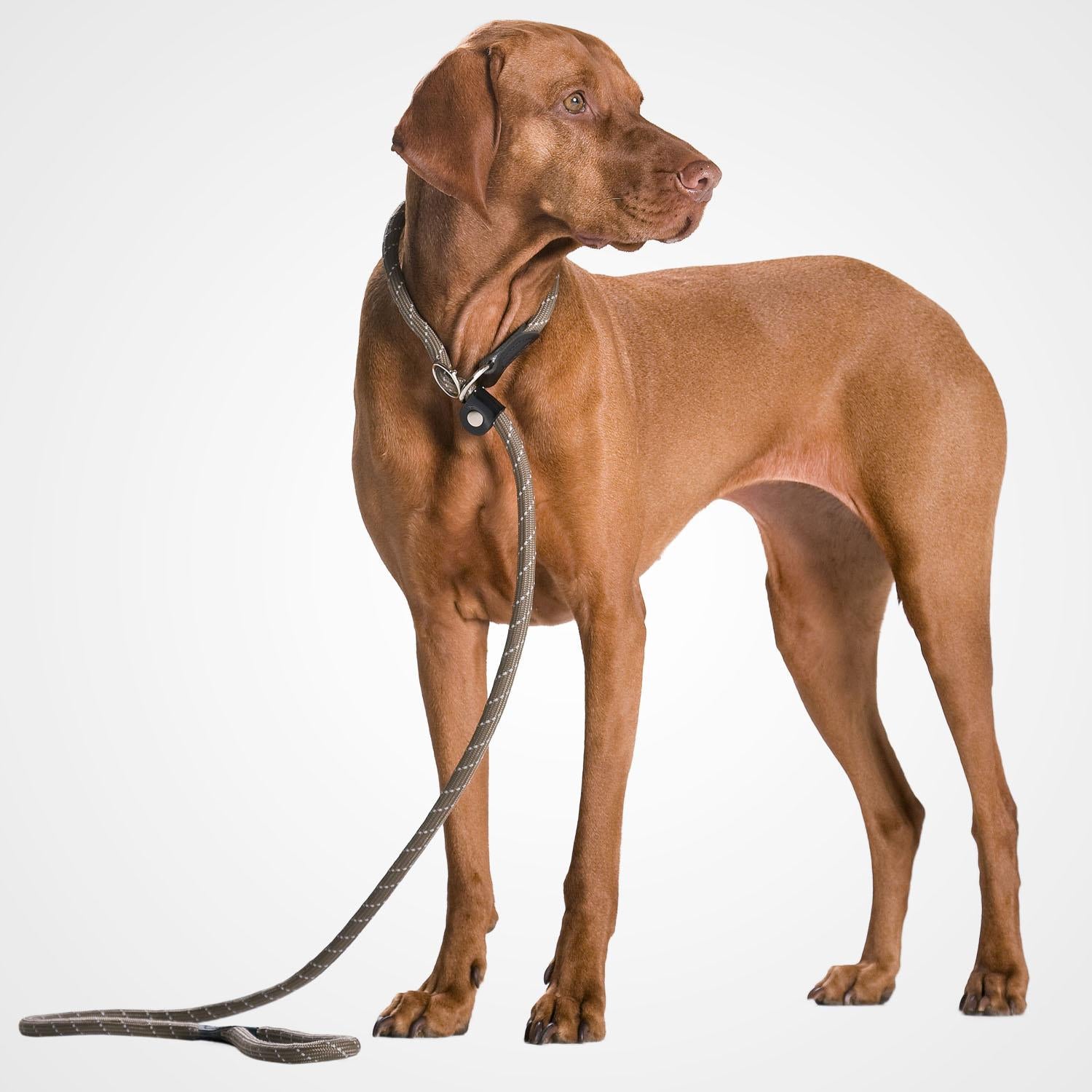 **Freestyle Retriever Leash - Durable Dog Leash for Training & Outdoor Adventures - Perfect for Hiking, Running & Daily Walks**