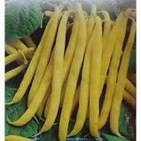 Hart Seeds Pencil Pod Wax Beans - 20G Pack - Non-GMO, Heirloom Vegetable Seeds for Home Gardening - Perfect for Salads, Soups, and Fresh Eating