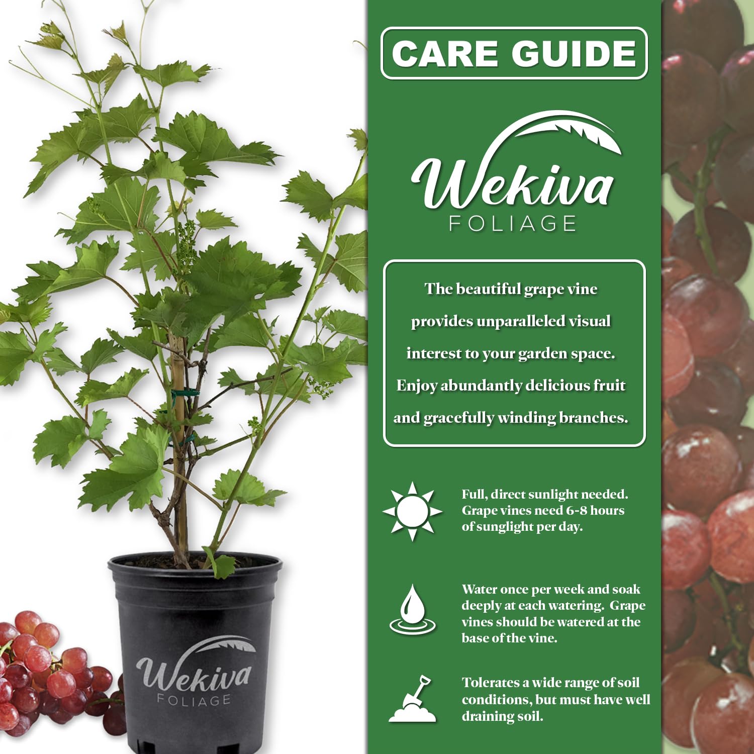Grape Vine Plant - 5 Live Plants in 6 Inch Growers Pots - Variety Selected for Health & Beauty - Edible Fruit Bearing Tree for Patio, Garden & Outdoor Decor - Perfect for Home Gardening, Landscaping and Fresh Fruit Harvesting