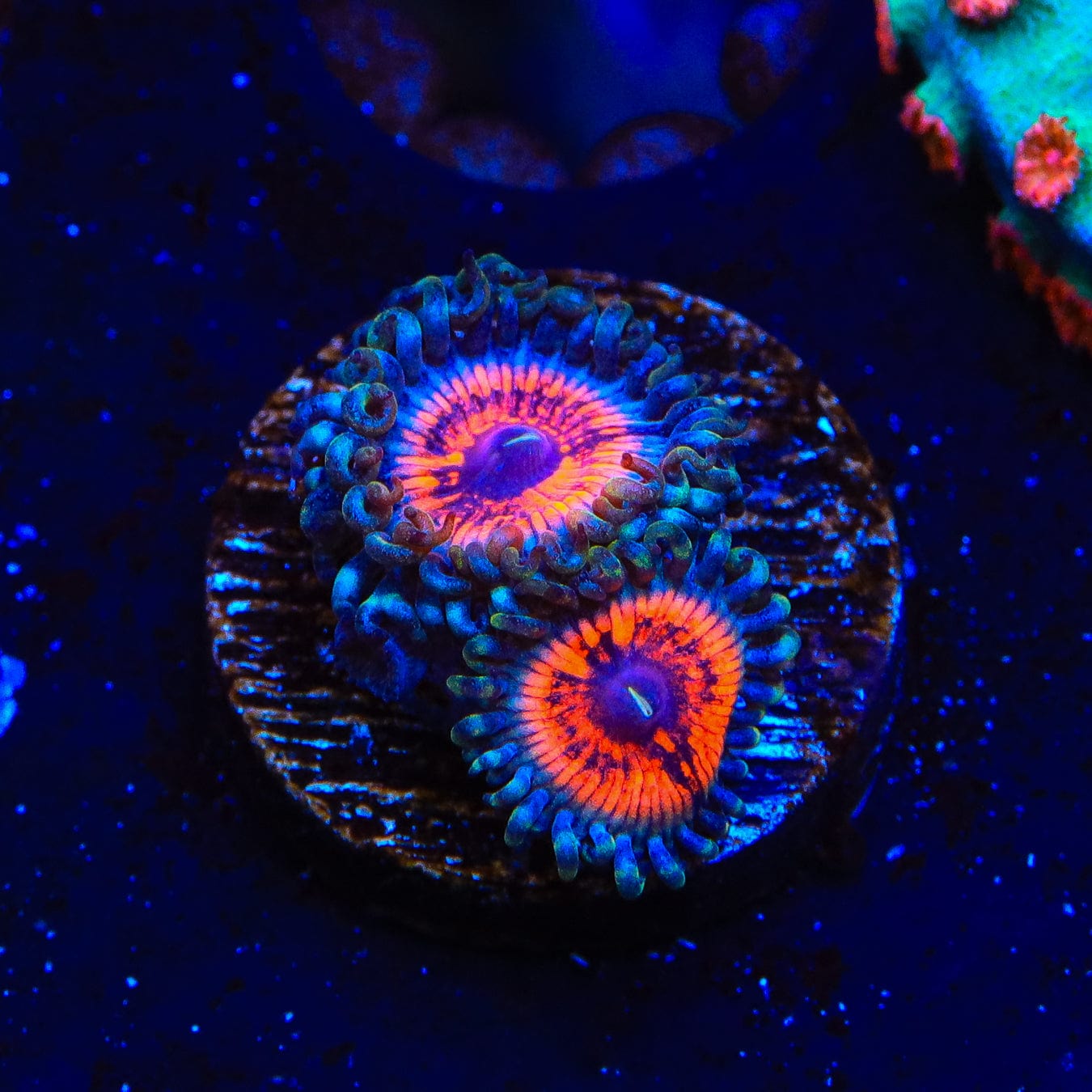 Armor of God Zoanthids Coral - Vibrant Saltwater Aquarium Coral for Reef Tanks | Perfect for Marine Aquascaping & Coral Propagation